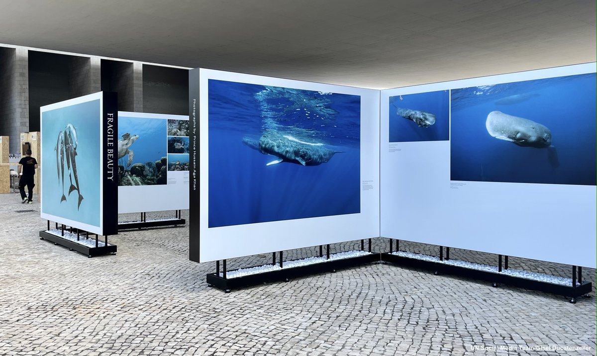 United Nations tweet media