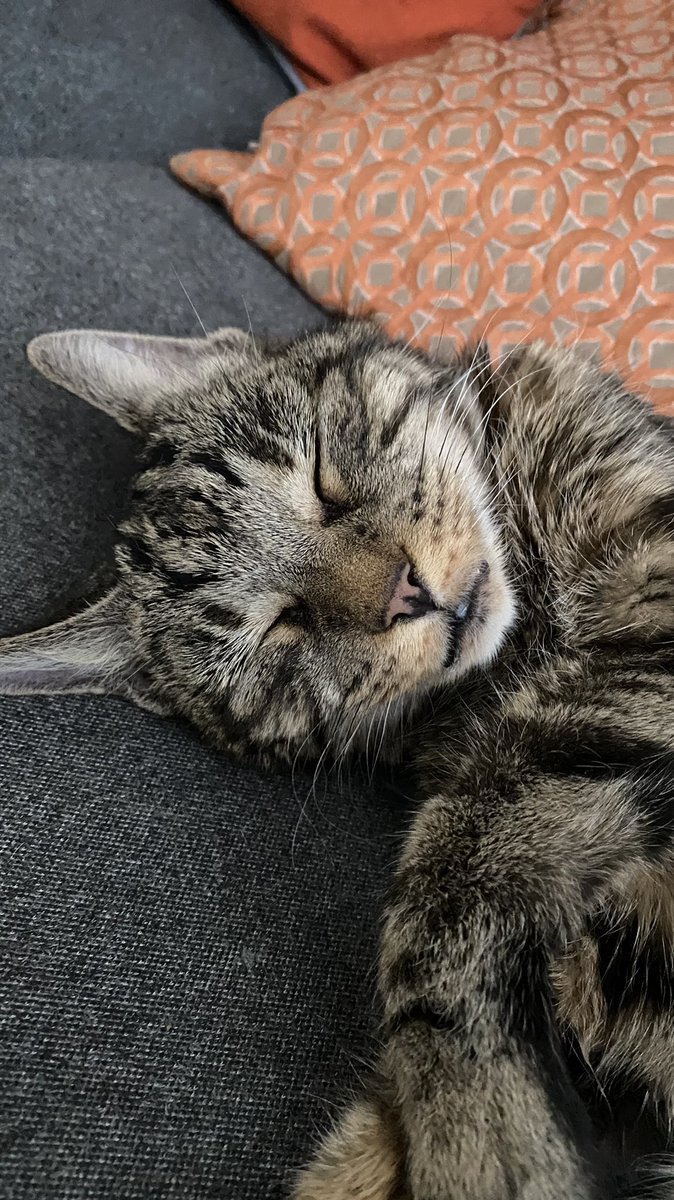 Dreaming of #Caturday #CatsOfTwitter #CatsOnTwitter