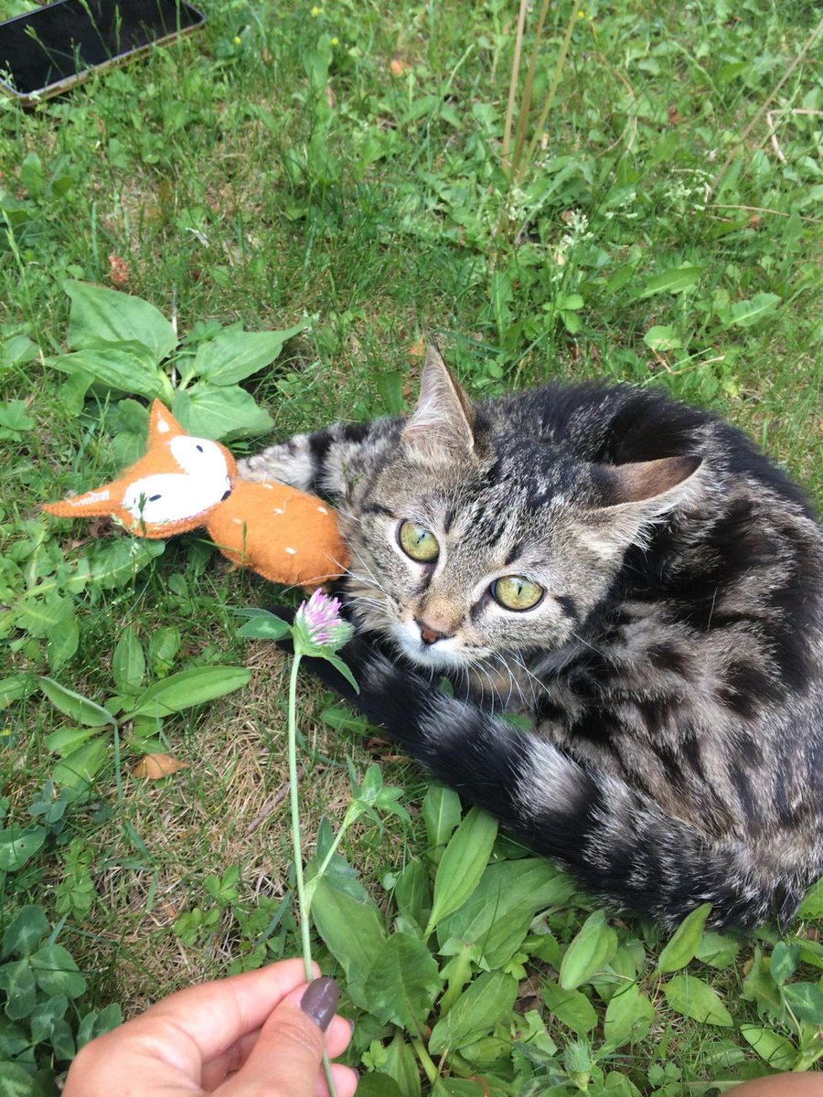 Bu güzel kız sokakta kalamaz, evde bakılması gerekiyor. Lütfen onun onu  çok sevecek bir yuva bulması için yardımcı olalım. #chiayayuva <a href="/fiplibebekchia/">Chia</a>