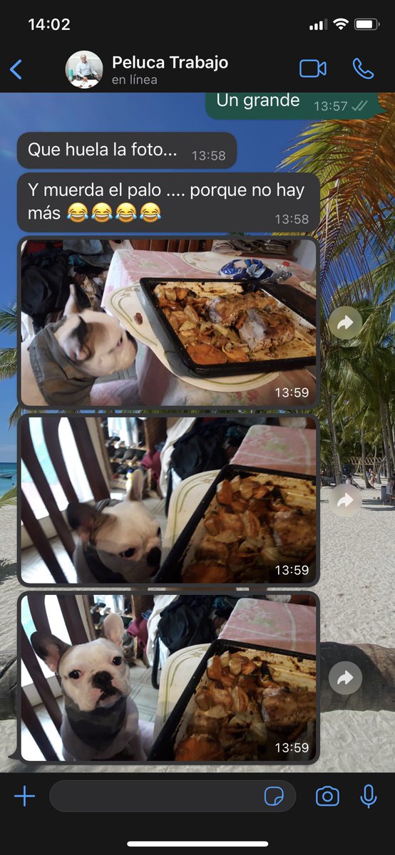 santillantoto's tweet photo. Les presento la historia de mi papá que no quería perros en casa…
PD: lo que le puso de pañuelo es un repasador de la cocina JAJAJAJAJAJA LCDLL https://t.co/7TqIIWLlCD