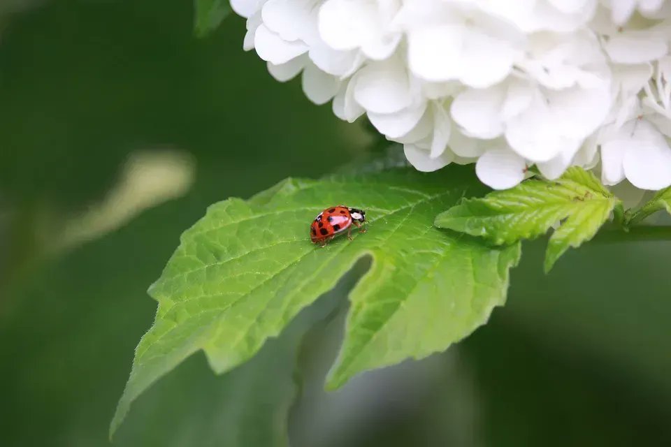 CwllGardenSoc's tweet photo. It's #insectweek2022. Take a look at the host of #insects in your garden this week. Celebrate the pollinators and predators. Creating insect habitats can be as simple as leaving a pile of twigs and leaves. Beneficial bugs and insects #ladybirds  #hoverfly #CGS #CornishGardens https://t.co/wNqVUfIYYx