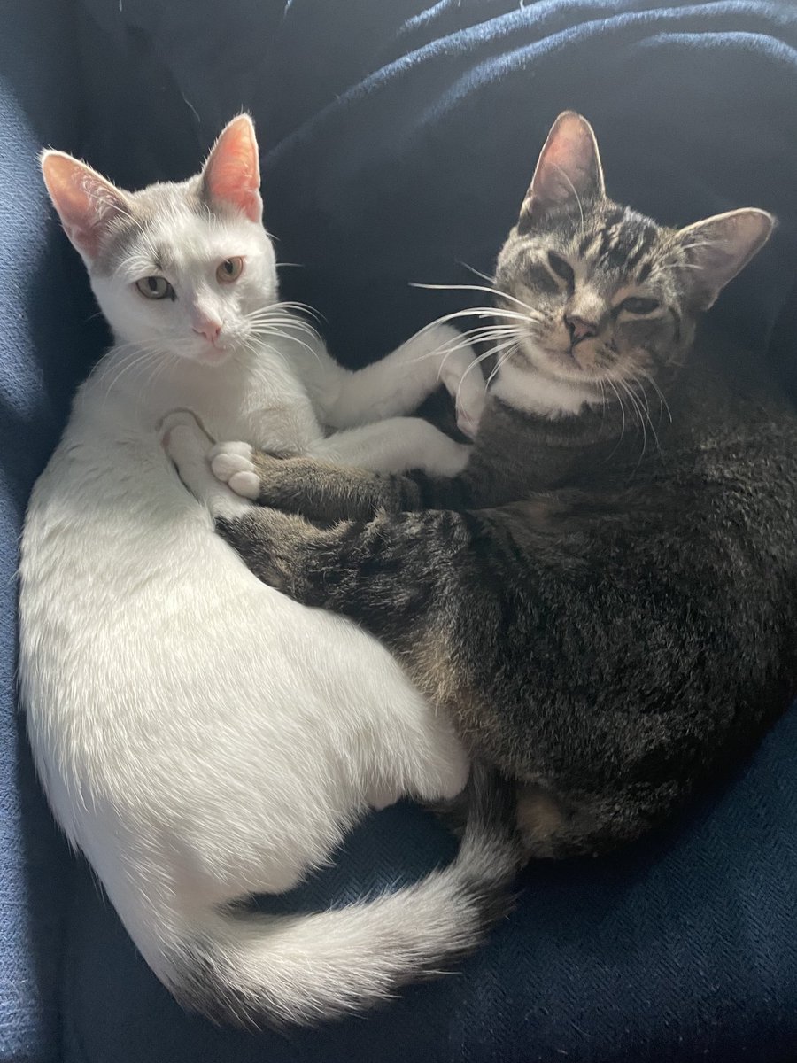 Safa Bee 🌻 🇺🇦 (she/fae) tweet media