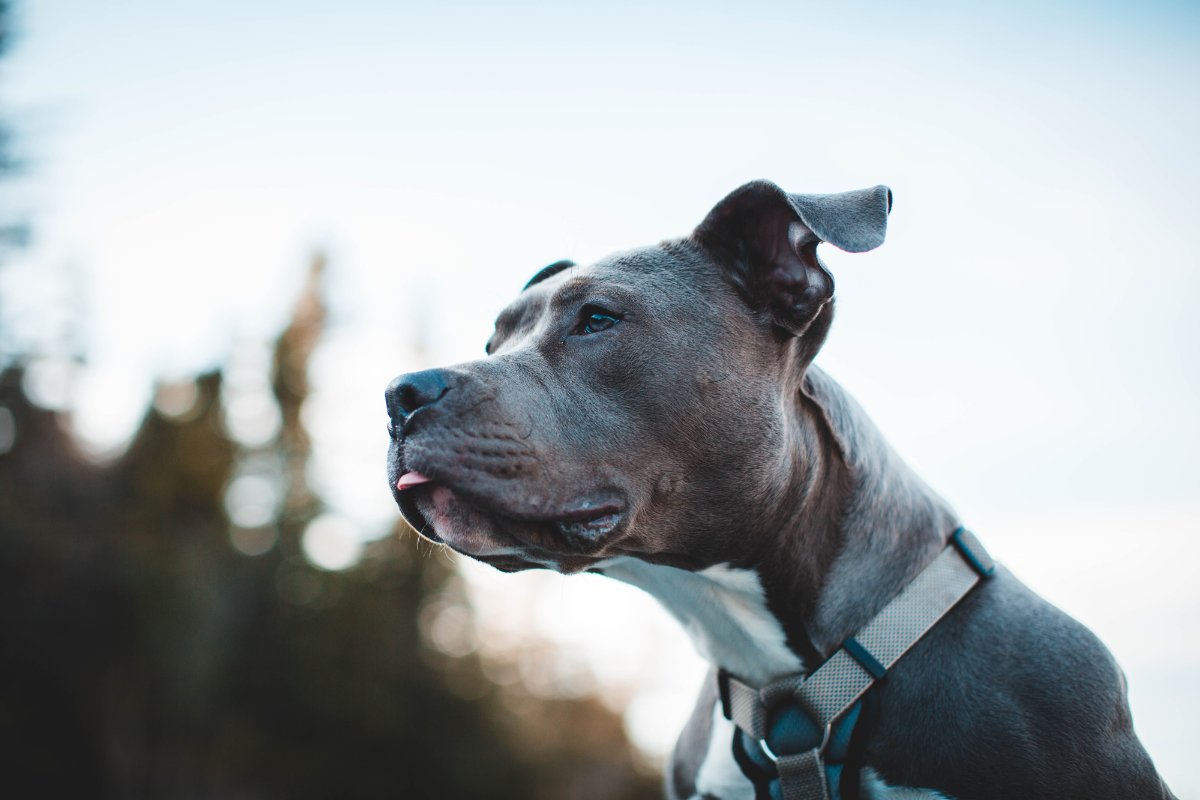 The DogFather Behavioral and Training Center tweet media