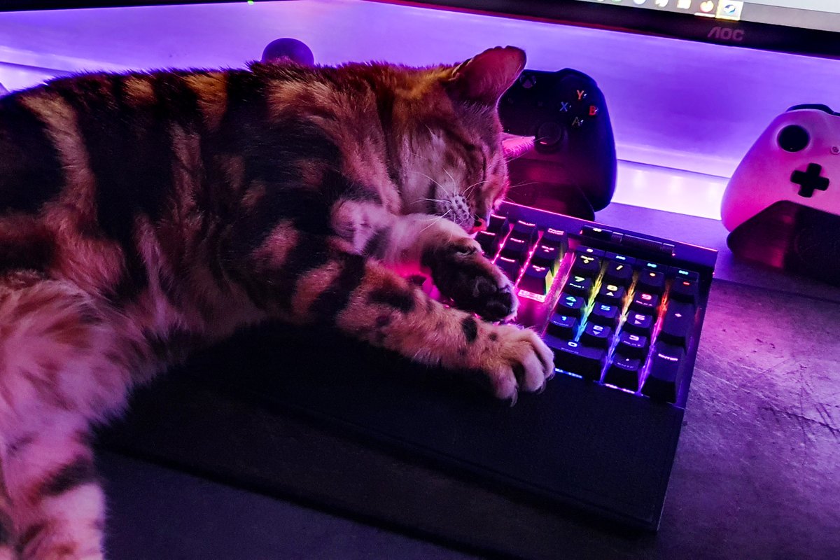 Sundays are for catnaps 🐱 💤

📷: lenny.kriegel via IG