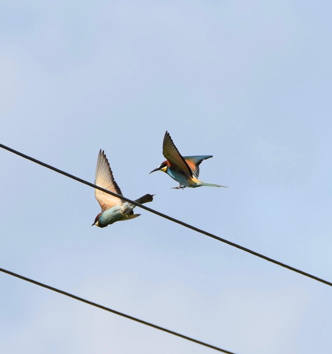 Bee-eaters at Trimingham today #Natures_Voice #beeeaters #birdphotography #birdwatching