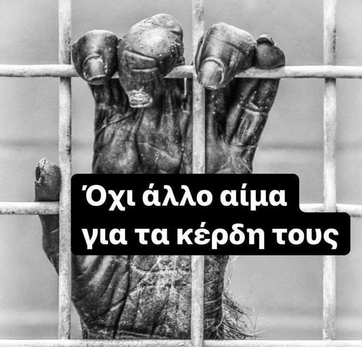 pfpomospondia's tweet photo. ΟΛΟΙ  ΣΤΟ ΑΤΤΙΚΟ ΖΩΟΛΟΓΙΚΟ ΚΗΠΟ 
ΑΎΡΙΟ ΣΤΙΣ 5 Μ.Μ. – 7:30 Μ.Μ.
ΔΙΑΜΑΡΤΥΡΙΑ ΓΙΑ ΤΗ ΔΟΛΟΦΟΝΙΑ ΤΟΥ ΧΙΜΠΑΤΖΗ  ΕΞΩ ΑΠΟ ΤΟ ΑΤΤΙΚΟ ΖΩΟΛΟΓΙΚΟ ΠΑΡΚΟ
🔴Η ΠΦΠΟ συμμετέχει , στηρίζεις καλεί όλους να είναι παρόντες . https://t.co/TjpTU5F0Zu