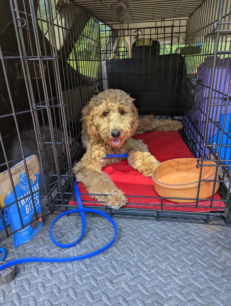 FollowMeDogTr's tweet photo. Winnie hanging out with cold water and some shade between lessons. #followmedogtraining #dogsofrva #goldendoodle https://t.co/wkzX5SoXyZ