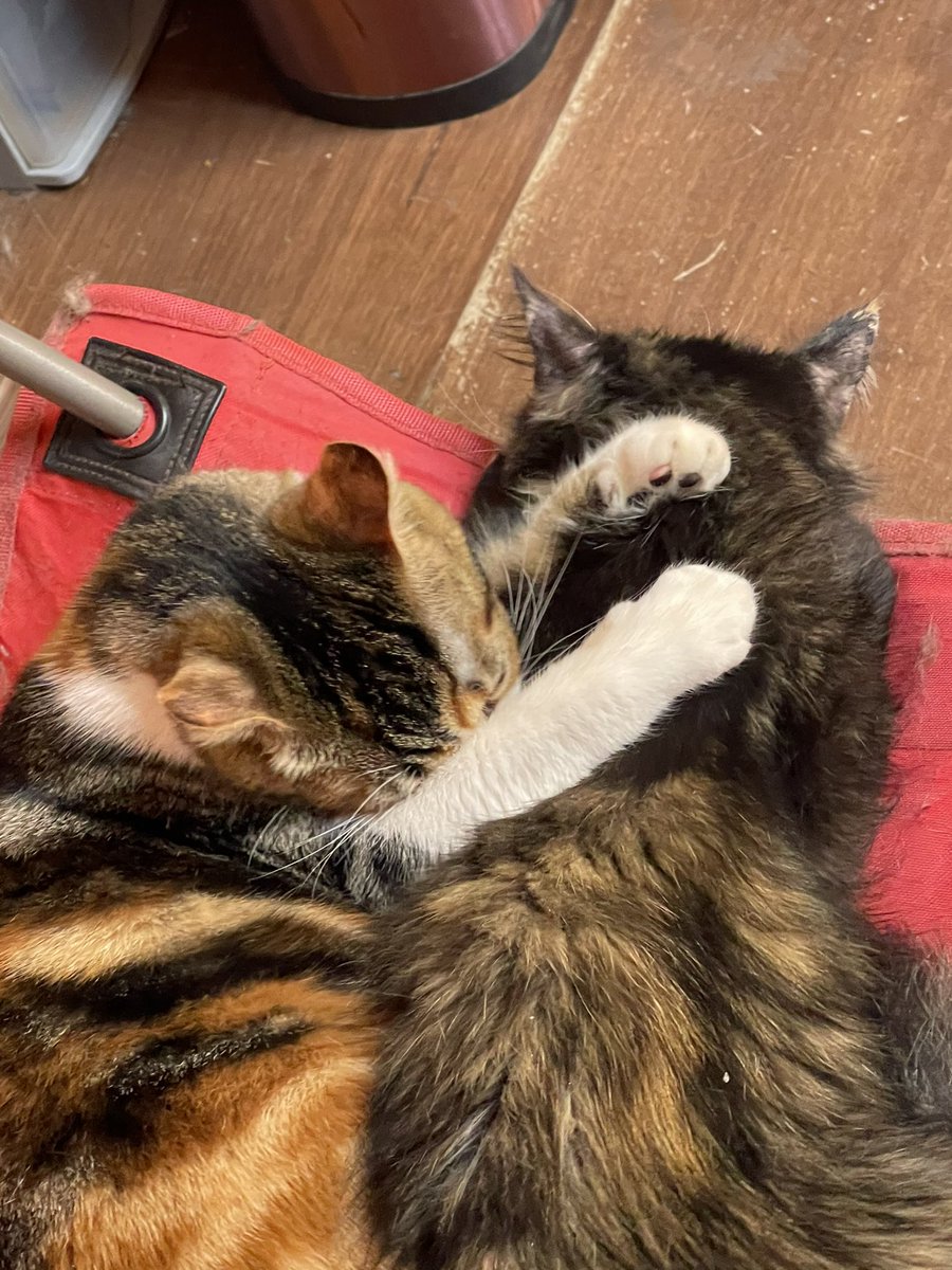 shooshan17's tweet photo. #Caturday Minerva and Pandora love the folding chairs. They each have one but today is #cuddleday too https://t.co/X00Xo68Awd