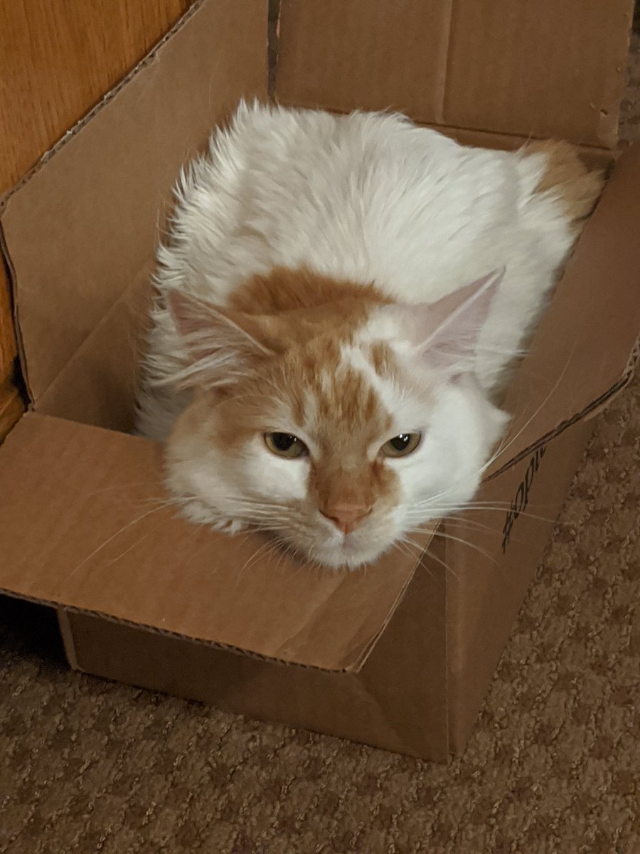 DavvGod's tweet photo. Been a while but he has become box https://t.co/6NtxgkVIWU