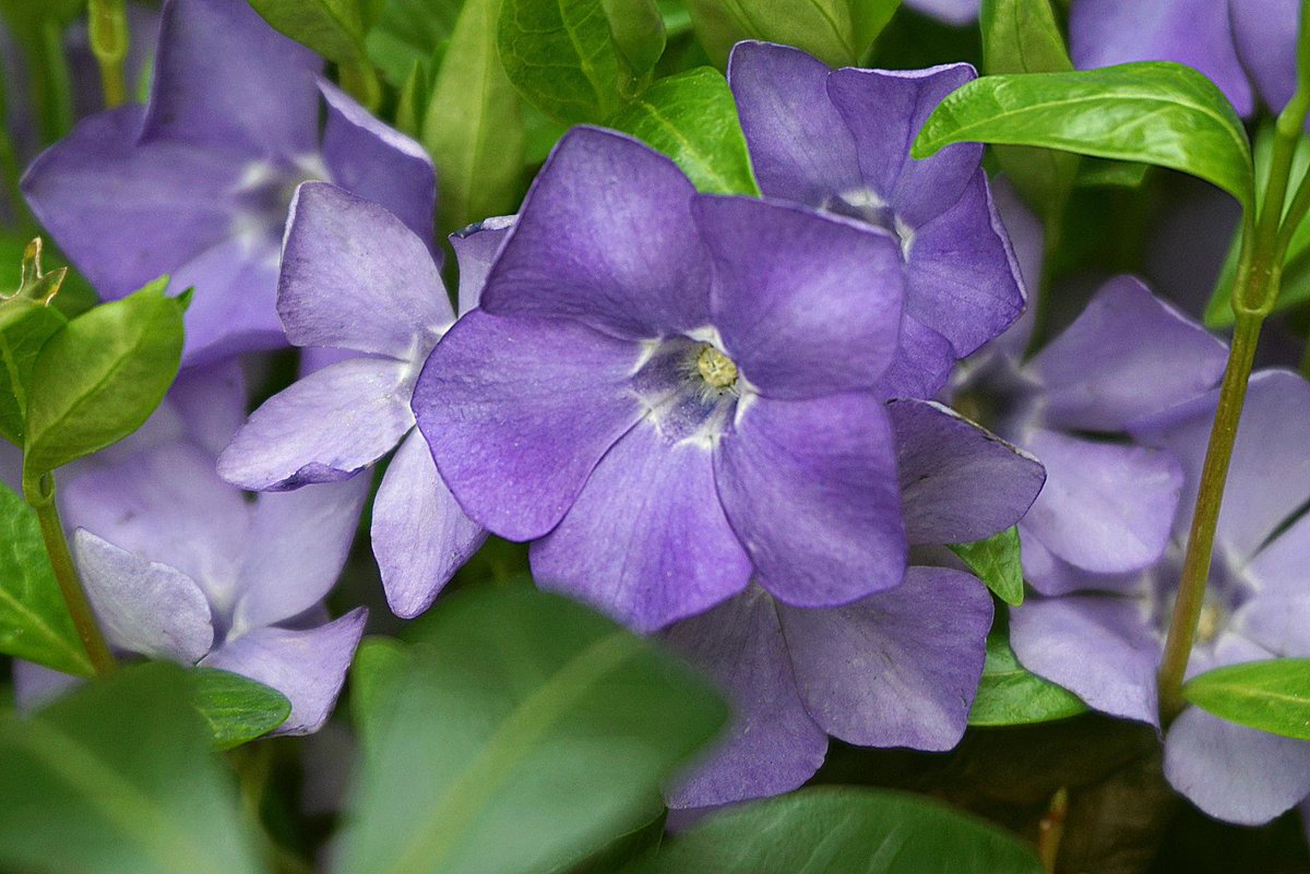 MississaugaMgs's tweet photo. June 28 Free online webinar from @CVC_CA :
"Invasive Plants: Spot Them Early to Control Them Quickly".  Stop invasive plants from taking over by knowing what to look for and what to do when you find them.  Tues June 28,  7-8 pm
Register here: https://t.co/q3VXTGaf7y https://t.co/RBUqunFuJD