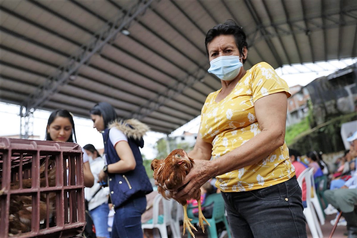 ProsperidadCol's tweet photo. Seguimos llegando con #HechosQueTransformanVidas al #Tolima. El director @PierreGarciaJ lideró la entrega de 6.000 aves a 400 hogares de Alvarado y Palocabildo, que integran el programa #ManosQueAlimentan, en el cual invertimos $2.853 millones para acompañar a 1.820 familias. https://t.co/fT03wCM5WK
