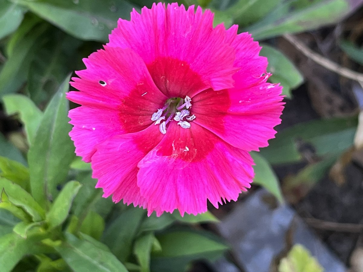 Dianthus plumarius Garden Pink Cosmopolitan such a stunning colour. #dianthus  #dianthuscosmopolitan  #pinkflowers  #pinkflowersofinstagram #hotpinkflowers