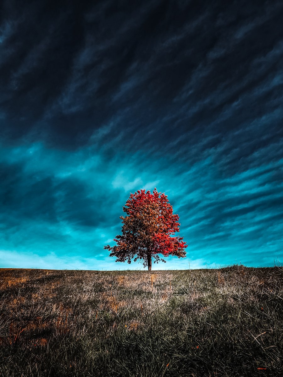 openshutter21's tweet image. #singletree #mobilephotography