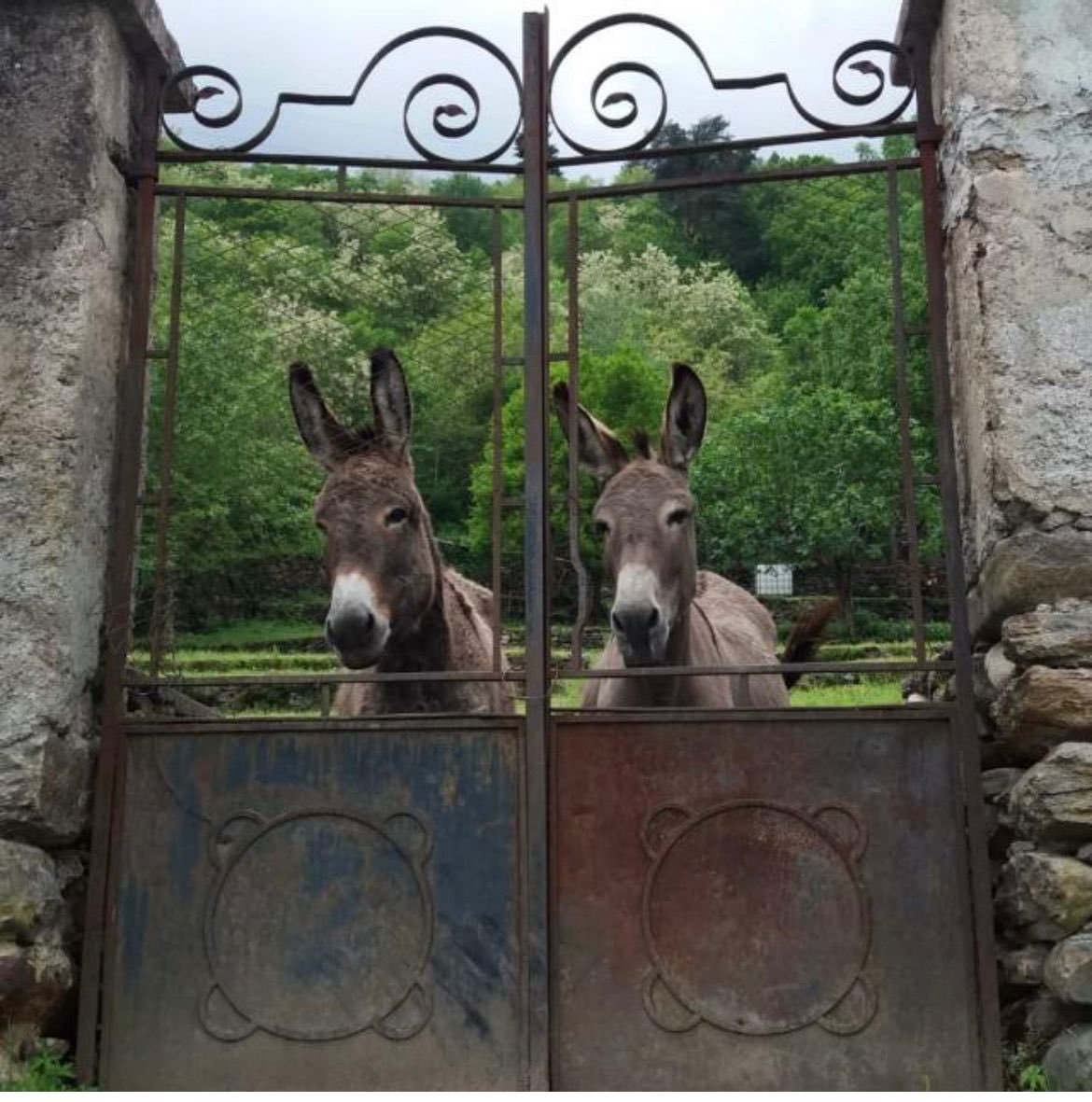 lumachina58's tweet photo. Ho rubato questa foto perche’ mi pare bellissima. #Valtellina #Valgerola #asinelli in vecchie dimore https://t.co/1roNjNutAi