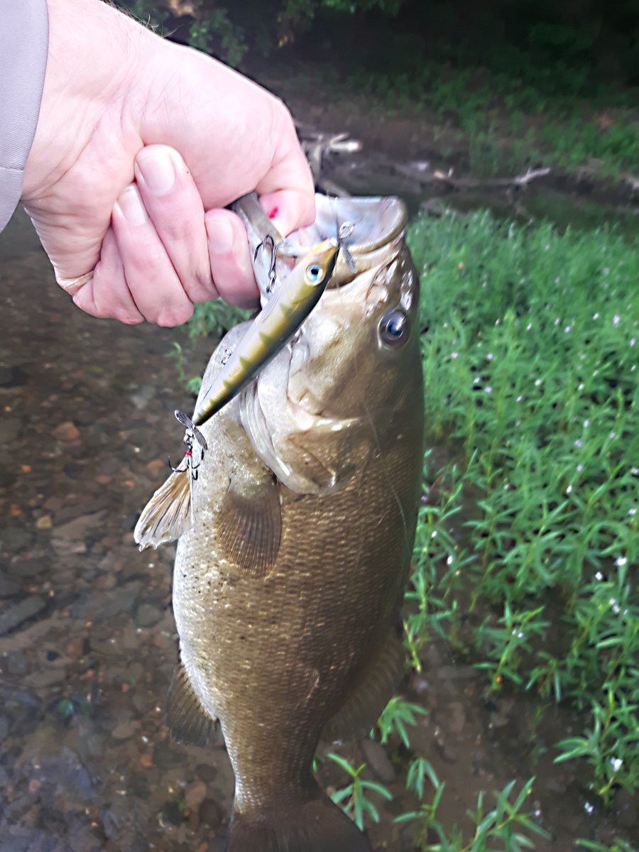New personal best #potomac #smallmouthbass on a <a href="/Rapala/">rapala</a> X-Rap Prop -- if the fish wasn't 20 inches, it was reely close: inreeltimefishing.blogspot.com/2022/06/smallm…