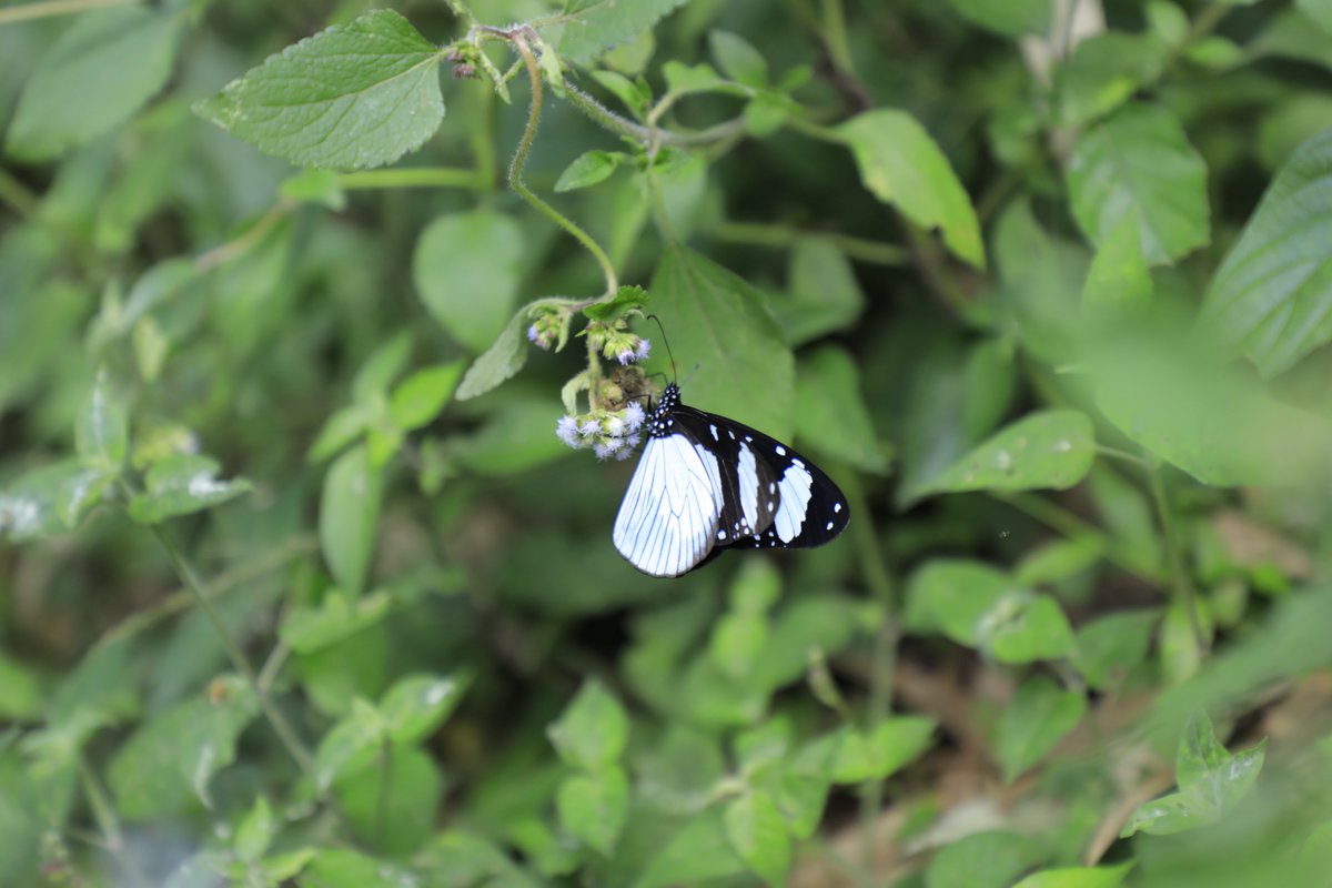 Amauris niavius into pollination interaction. Let everyone get involved in conserving #pollinators insects for the best of our future. <a href="/insectweek/">Insect Week</a>, <a href="/PollinationCnxn/">Pollination Connection🐝🦋🐞</a> , <a href="/PollinationWrld/">PollinationWorld</a> , @JPE12328968