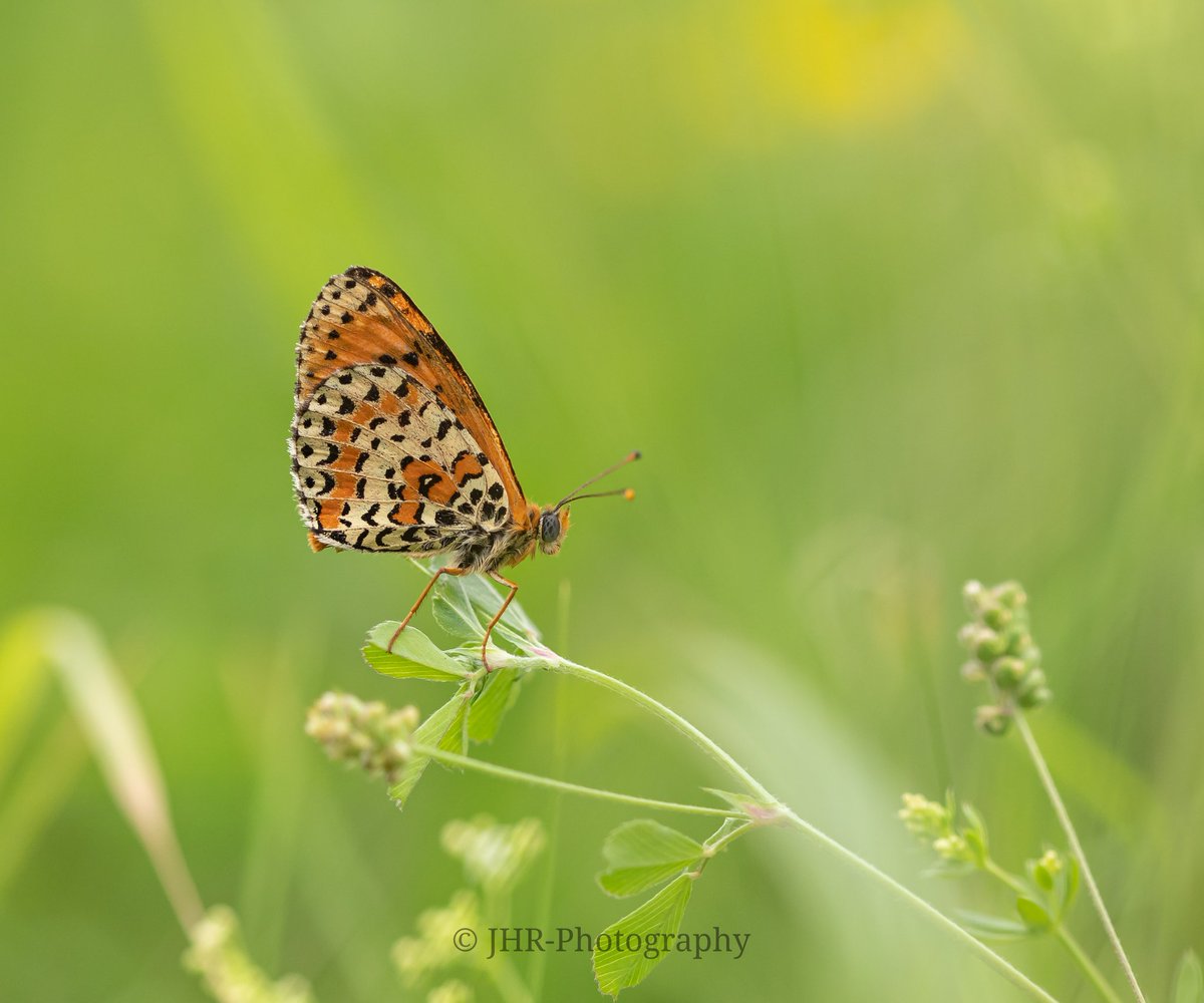 A first shot (2 compositions) from my holiday #butterflies
A spotted fritillary (Meltaea didyma) shot on the eastern mountainside of lake Iseo, #Italy
1st 1 for me
#butterfly #vlinders #papillons #farfalle #Italia #LagoIseo <a href="/vlinderNL/">De Vlinderstichting</a> <a href="/IamNikonNL/">Iamnikonnl</a> <a href="/SIGMA_sgv/">SIGMA</a> #benro
<a href="/chrisvanswaay/">Chris van Swaay</a>