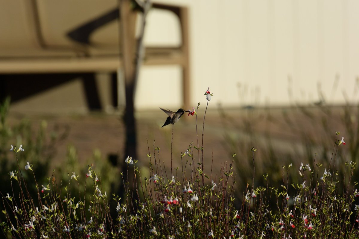 talibirding's tweet photo. Hummingbirds https://t.co/iVSTFcRw7P