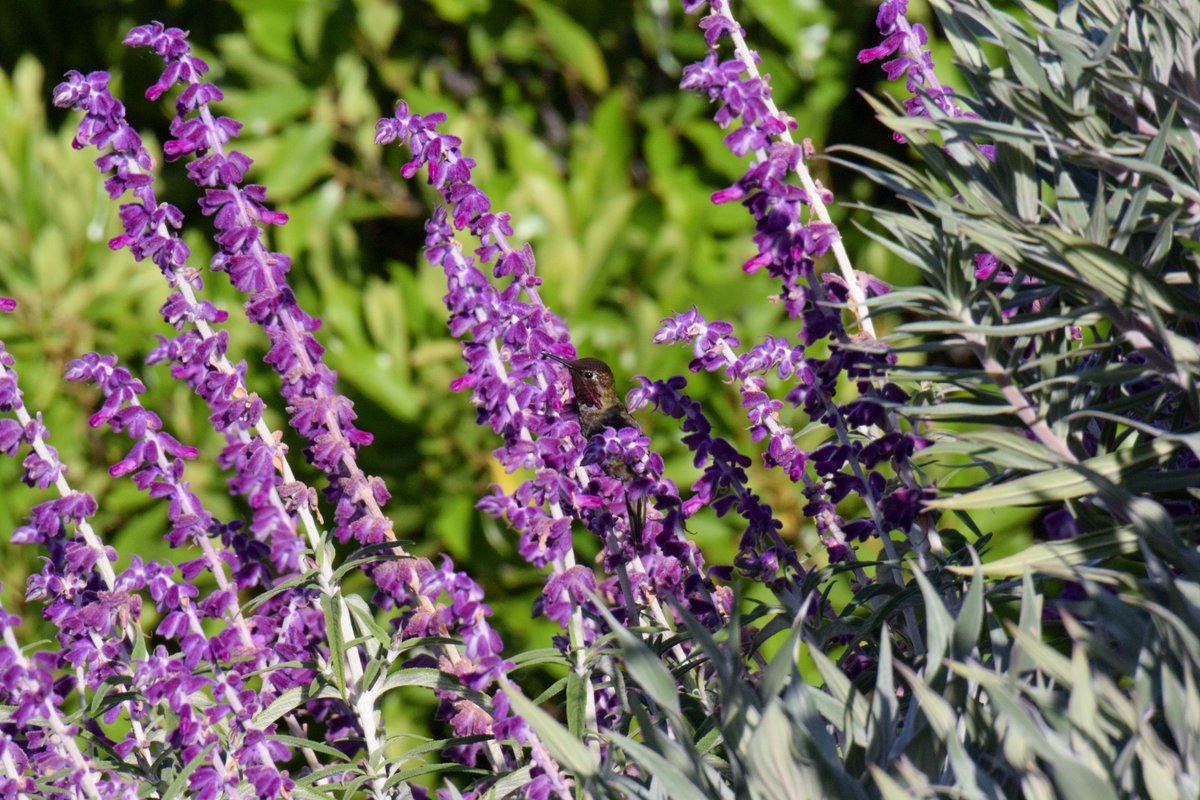 talibirding's tweet photo. Hummingbirds https://t.co/iVSTFcRw7P