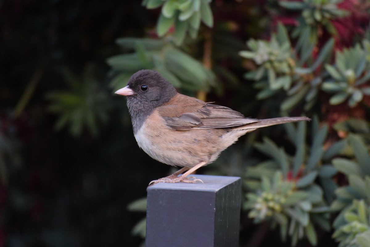 talibirding's tweet photo. I lov... juncos https://t.co/ceXENRbEr3