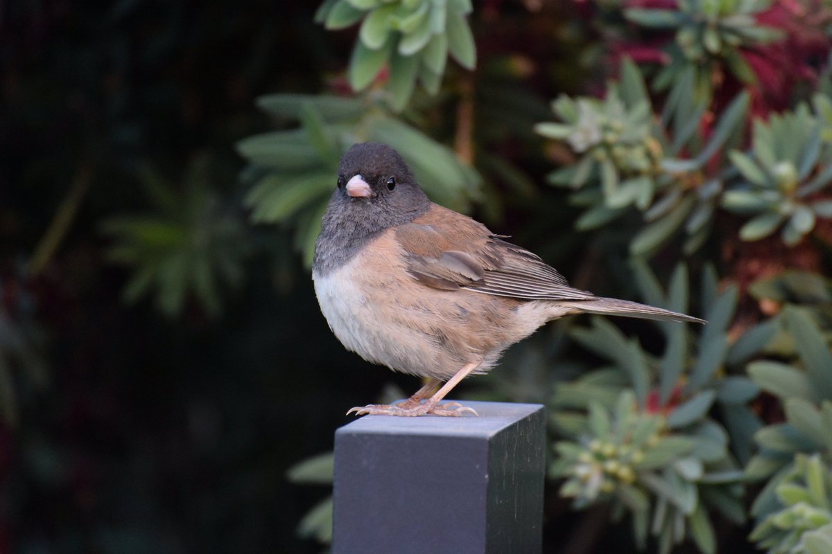 talibirding's tweet photo. I lov... juncos https://t.co/ceXENRbEr3