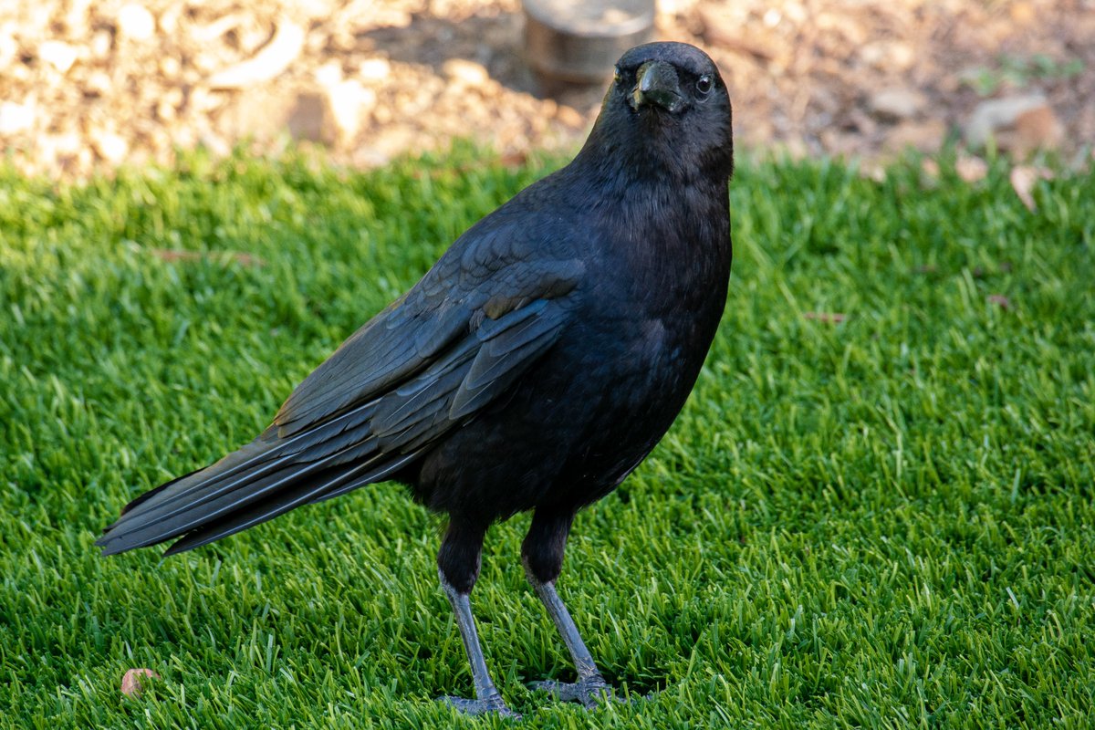 talibirding's tweet photo. and i oop https://t.co/oMiVDJx3ag