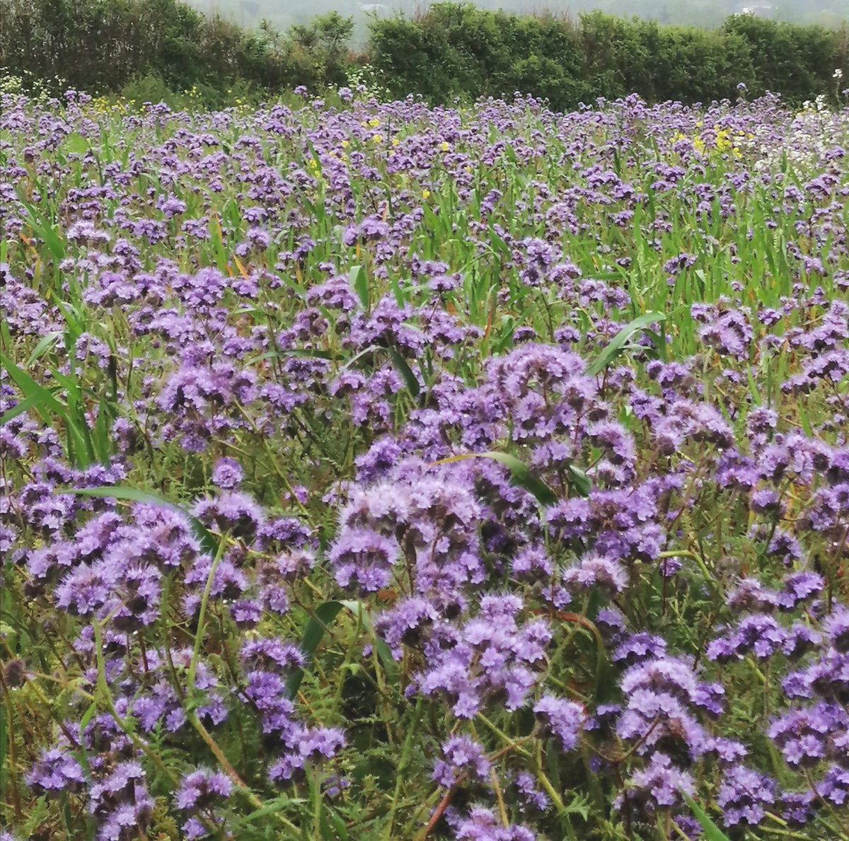 Rozdavies3's tweet photo. @BBCCornwall Yes!!!! So thats what they are!!! Fantastic! #lovewhereyoulive #greenercornwall https://t.co/ebtBRhCK8k