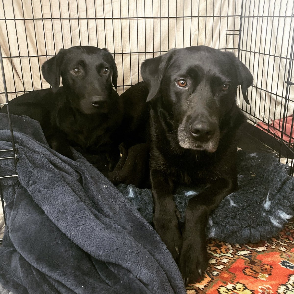 dalesdogdiary's tweet photo. When the thunder is banging around outside, it’s good to know you’ve a big brother who’ll keep you company until it’s gone. https://t.co/N0GpdREDYl