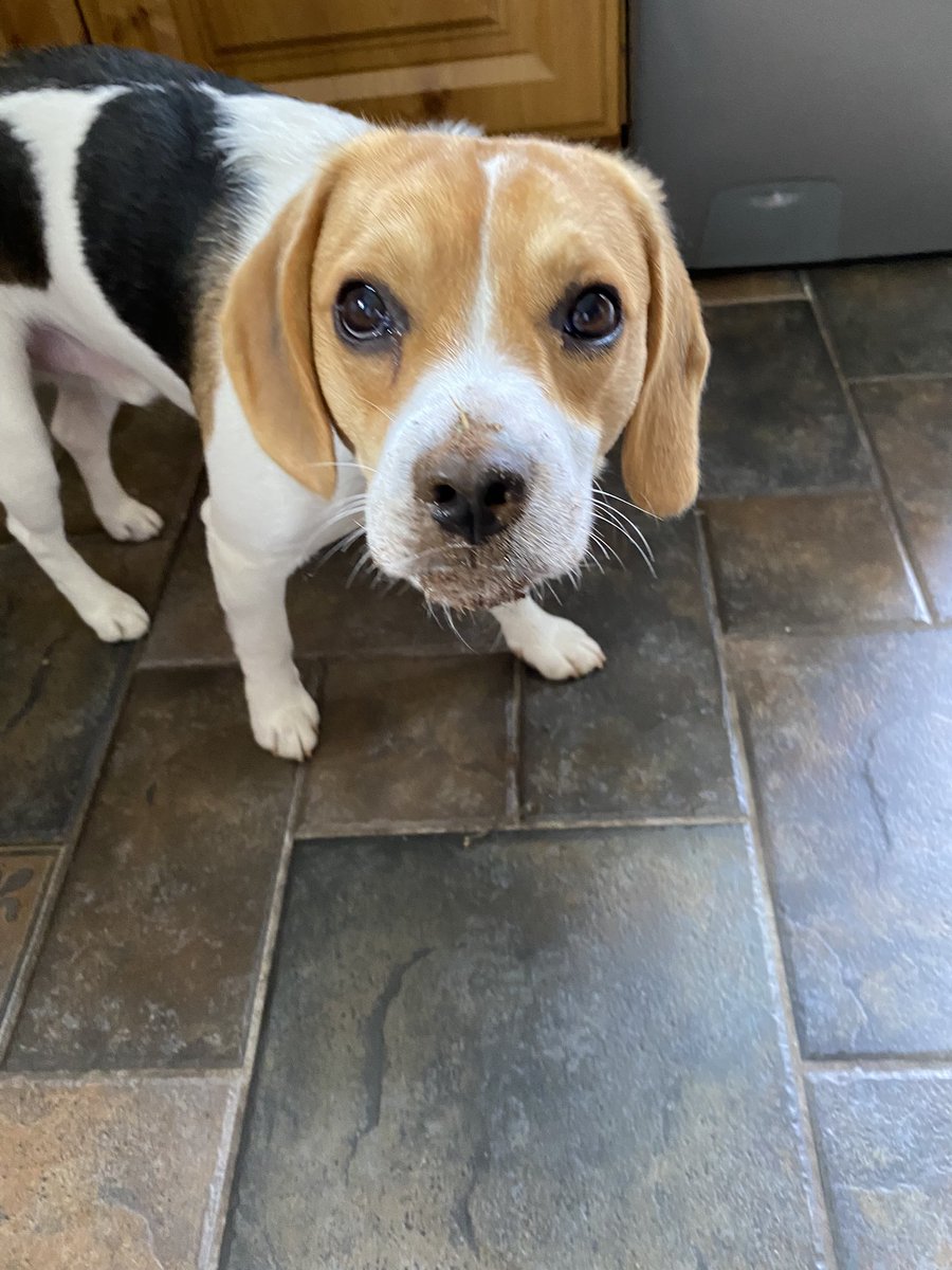 bowie_beagle's tweet photo. No I was not digging πππ What would even make you think such a thing π€·πΌπ€·πΌ Hope everyone is doing what makes them happy π #beaglenose #beagle #beaglelife #diggingdog #guiltyface #dogsoftwitter #bowiebeagle https://t.co/m3v2IZVk7J