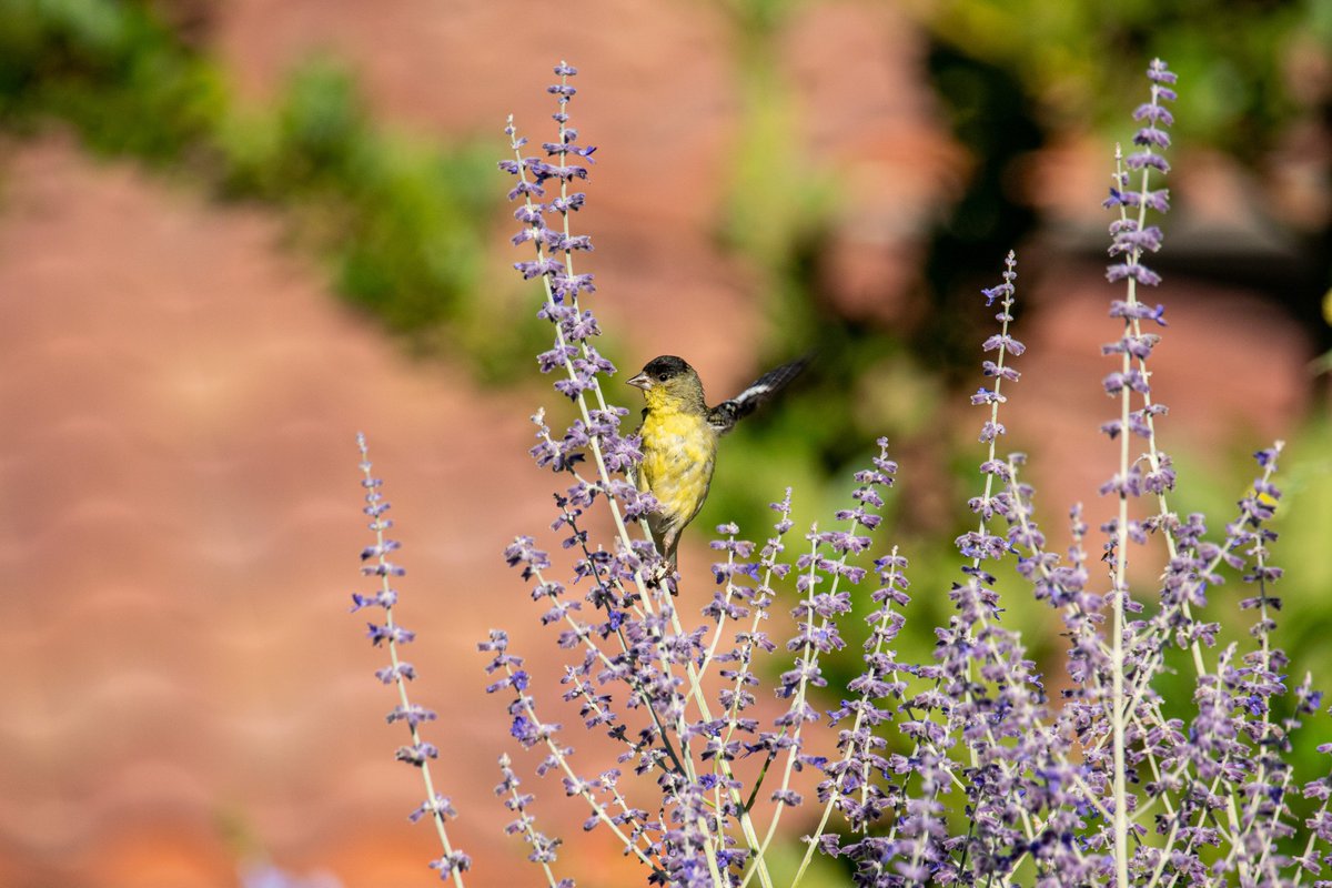 talibirding's tweet photo. lesser goldfinch https://t.co/IaN9KVby4q