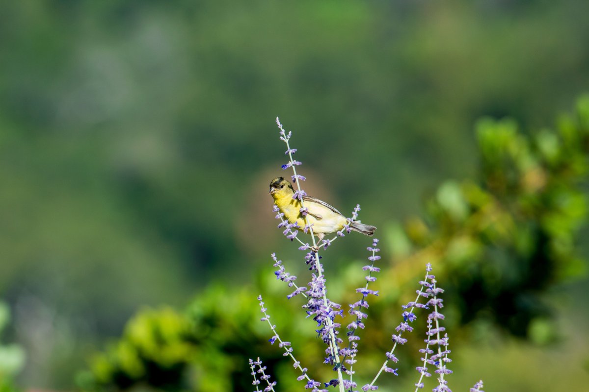 talibirding's tweet photo. https://t.co/D4G9Bi2p24