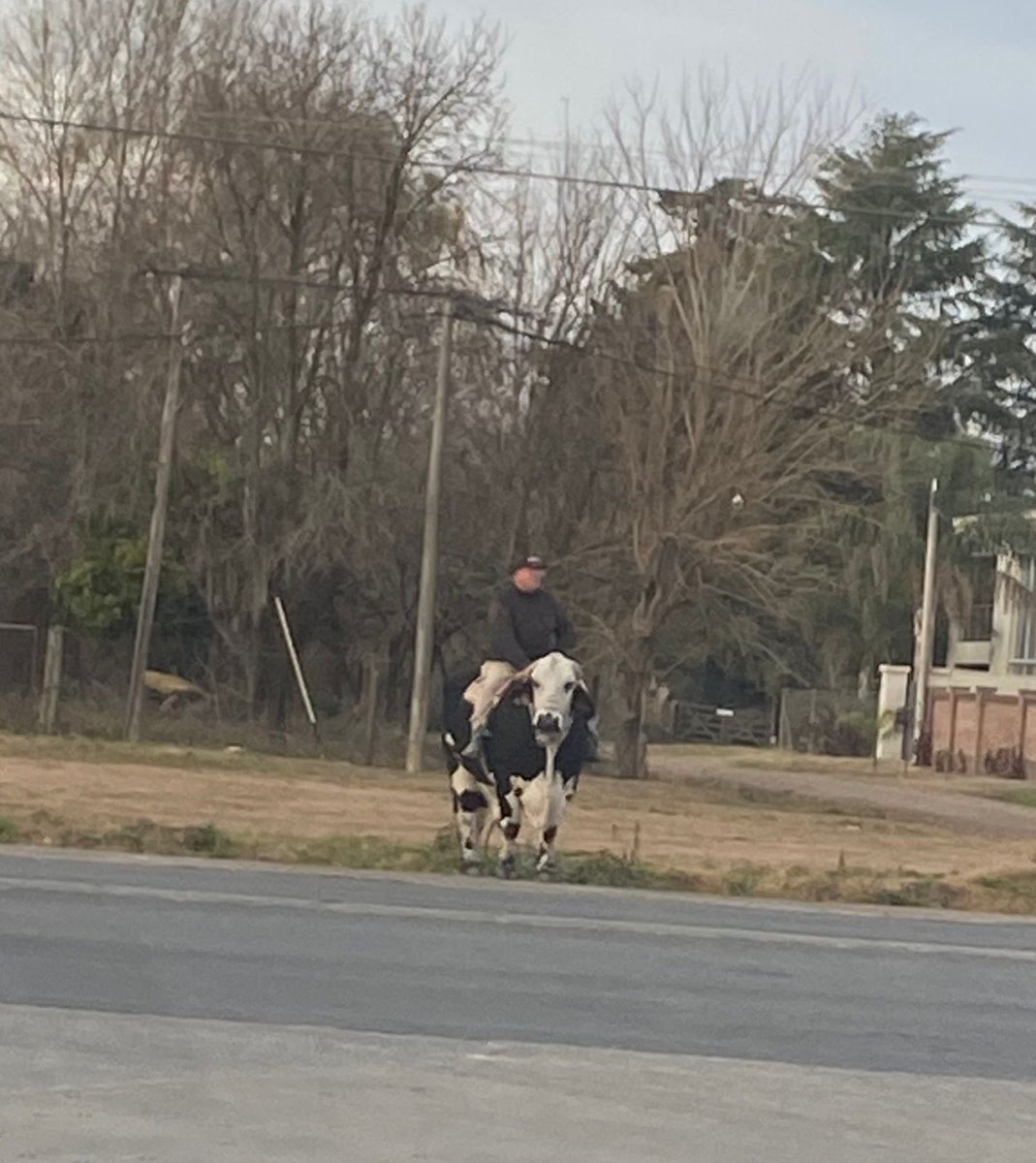 Para mi eso no es un caballo, pero como no soy caballologo no opino.