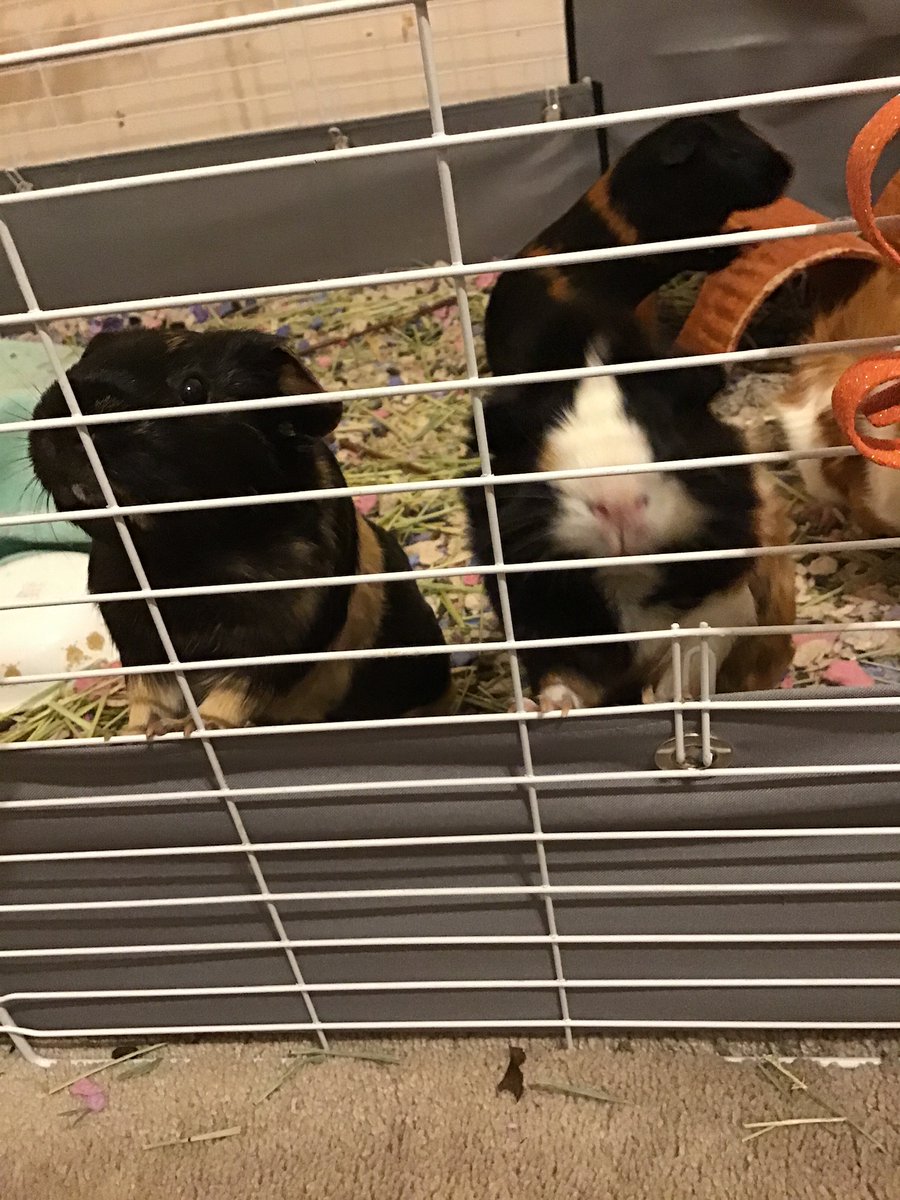 GlitchedMako's tweet photo. Here’s some pictures of two of my girls they are spoiled rotten ngl 😅 plus how  their  cage looked for  halloween https://t.co/aD1MSiBc0w