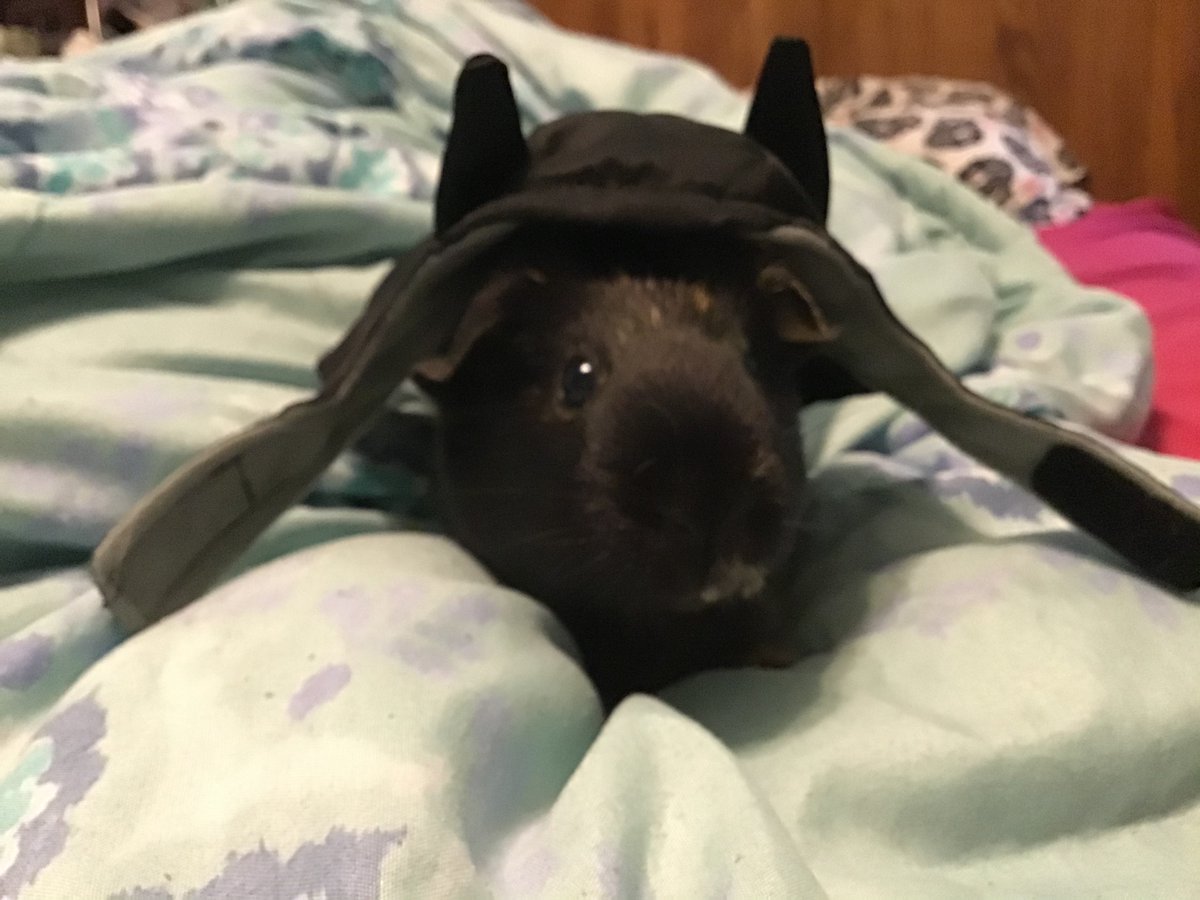 GlitchedMako's tweet photo. Here’s some pictures of two of my girls they are spoiled rotten ngl 😅 plus how  their  cage looked for  halloween https://t.co/aD1MSiBc0w