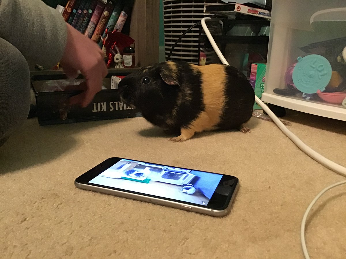 GlitchedMako's tweet photo. Here’s some pictures of two of my girls they are spoiled rotten ngl 😅 plus how  their  cage looked for  halloween https://t.co/aD1MSiBc0w