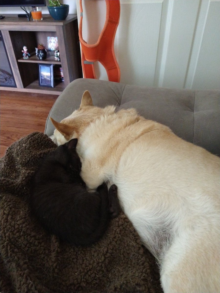 AMoonlitPath's tweet photo. My dog, Lilly, is 17 years old and has NEVER been around cats.
I think me having to bottle feed this guy she realized he was just a baby.
I am so in love with how much in love with her Poe is. 😍
#Caturday https://t.co/QrXB9c0Aur