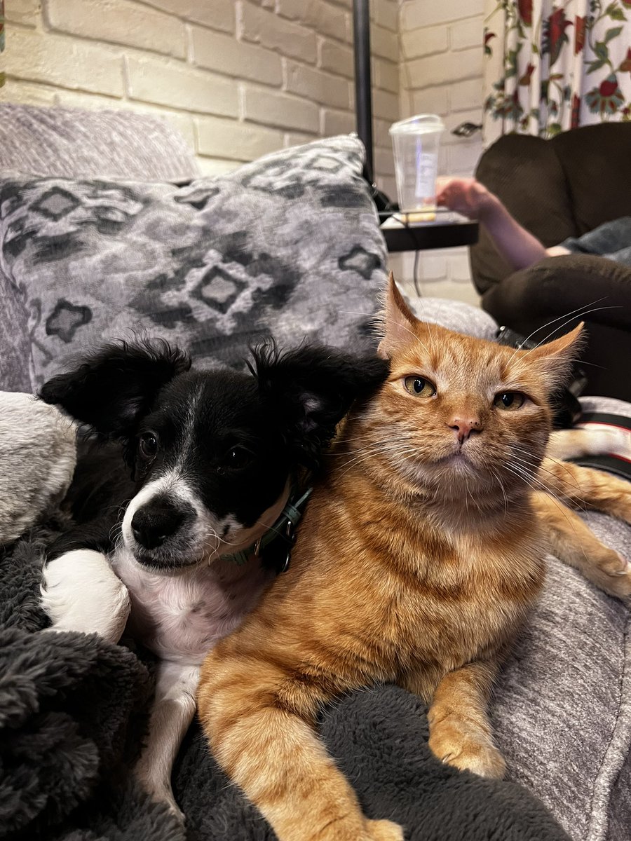 amylynnbright's tweet photo. #catsjudgingthesupremecourt Neither Joe or Enzo can believe this shit https://t.co/1uy6i7SClD