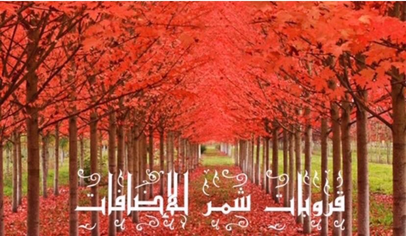 راكان tweet media