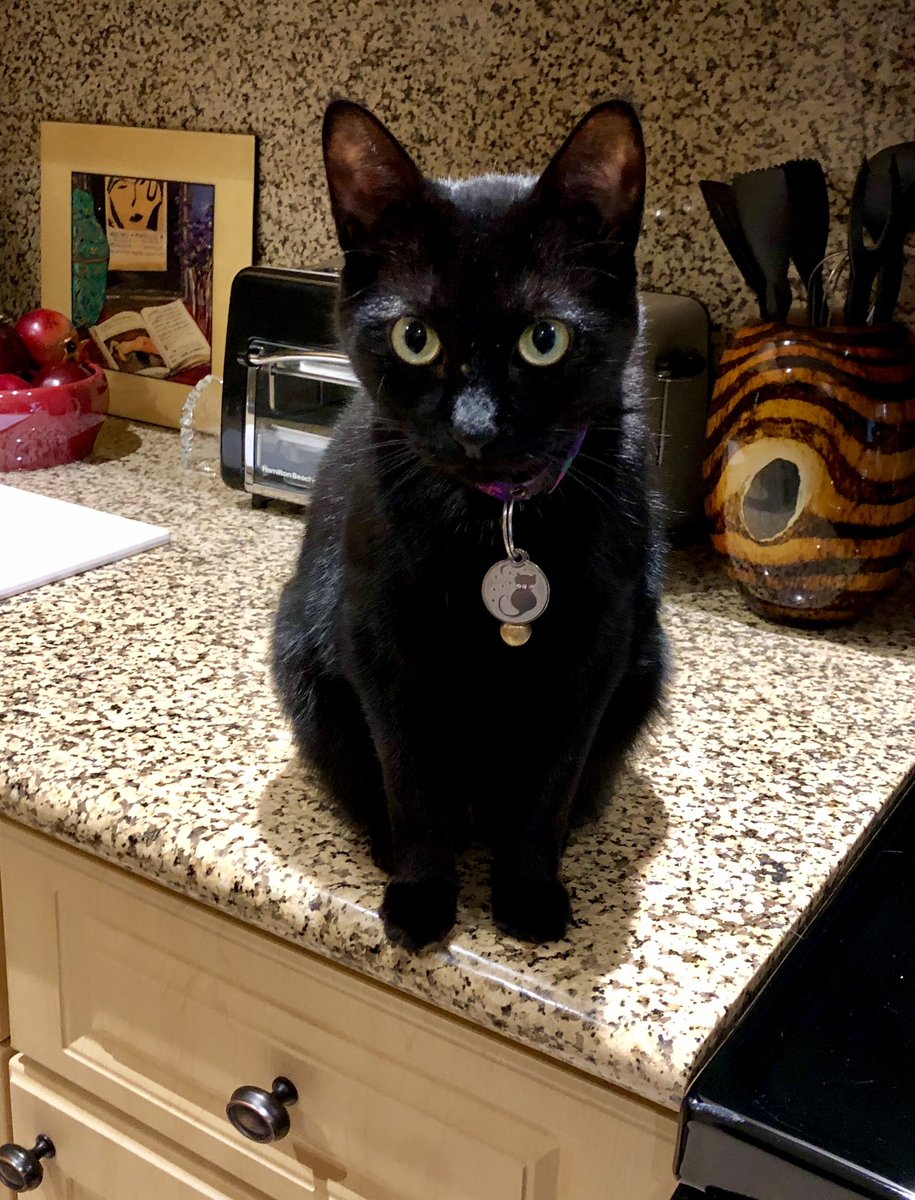 czarinaflo's tweet image. We’re all coming for you, #GorsuchLied, #KavanaughLied
#BarrettLied  
#ThomasIsPureEvil
#AlitoSucks 
#catsjudgingthesupremecourt