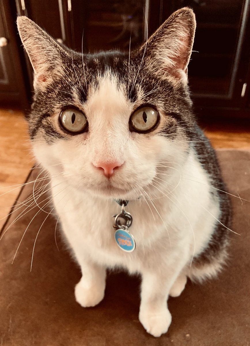 PerfectlyParker's tweet photo. #catsjudgingthesupremecourt         Kharma wants to remind SCOTUS that Kharma can be a bitch https://t.co/LwrDxzCaLt