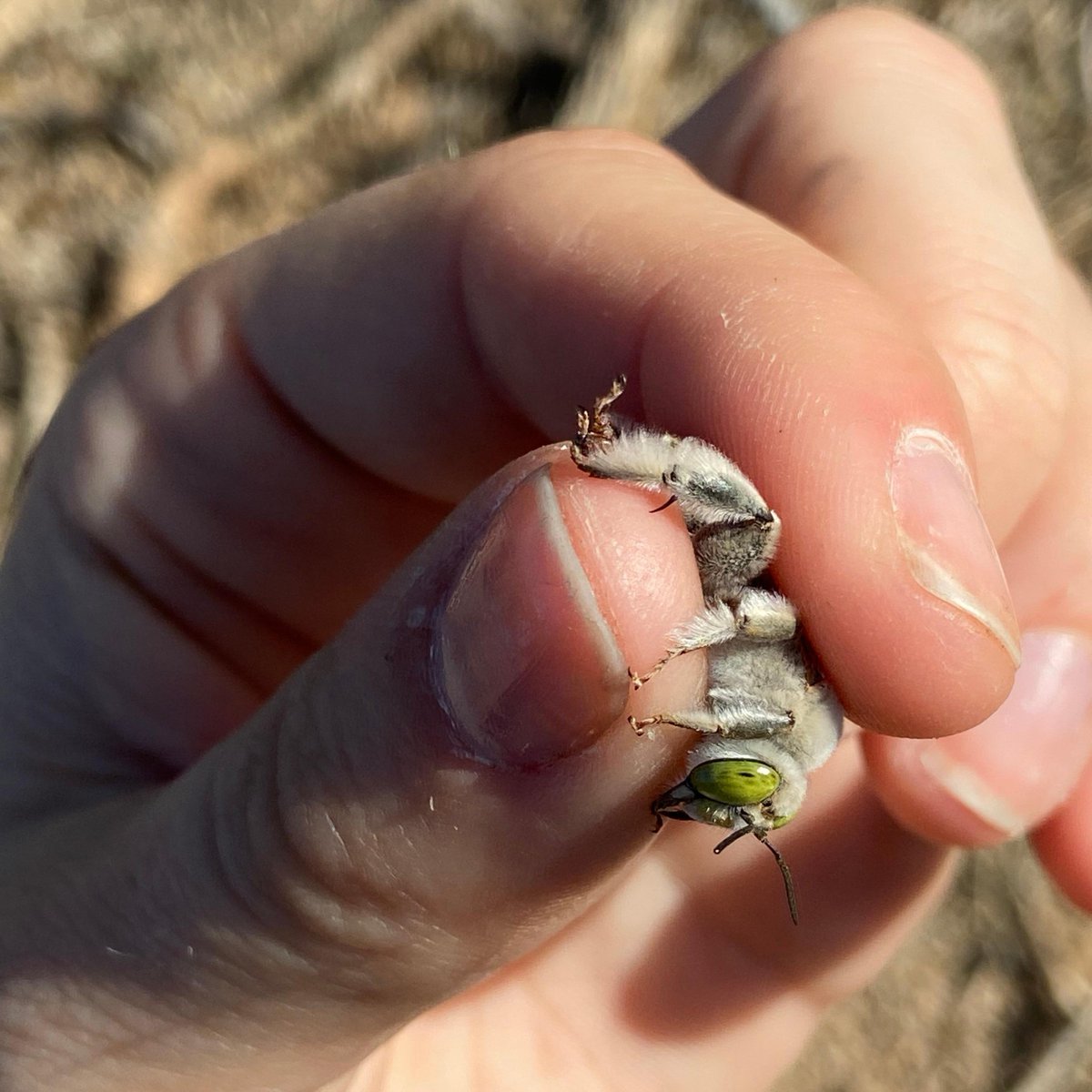 ecofloraphx's tweet photo. How on earth is @MeliponiniMere holding a bee? Is she some kind of bee whisperer? 

Though the latter may be true, this is a male Centris pallida bee, which has no stinger!

📷 : Meredith Johnson https://t.co/wykKgSrzm3