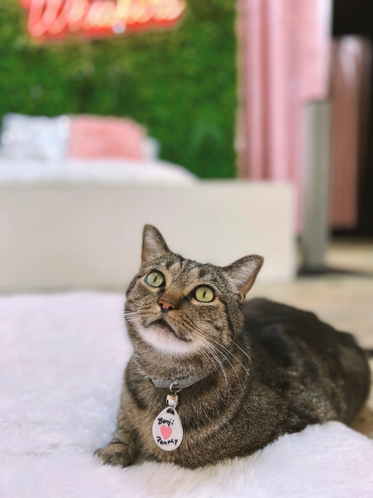 Benji has quite the story: He was put in a foster home after his previous owner could no longer take care of him.

It was just Benji and his buddy Panthy, a young kitten who he helped raise. Both are now with us and loving it!

Come meet Benji by using the link in our bio.