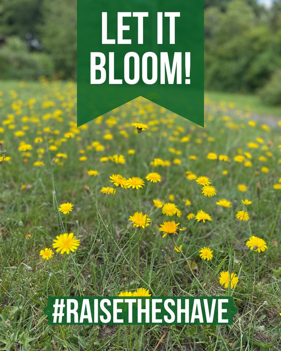 WildWorldRewild's tweet photo. It’s #letitbloomjune and time to #raisetheshave Pollinators are still hard at work feasting off the wild flowers growing in lawns. If you mow please raise the cutting height to it’s highest setting, ideally 150mm and give the wild flowers time to finish blooming. 
#wildflowers https://t.co/iPUVlC77hw