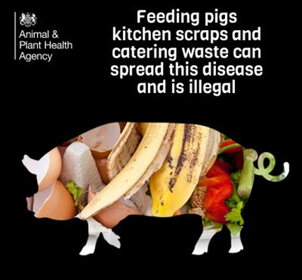 Swine Vesicular Disease ruled out. The last 48 hours have been harrowing for pig keepers waiting for the results. A reminder of what we have to lose.  Don't be the one who puts our breeds and the livelihoods of British pig farmers at risk by feeding kitchen waste to your pigs.