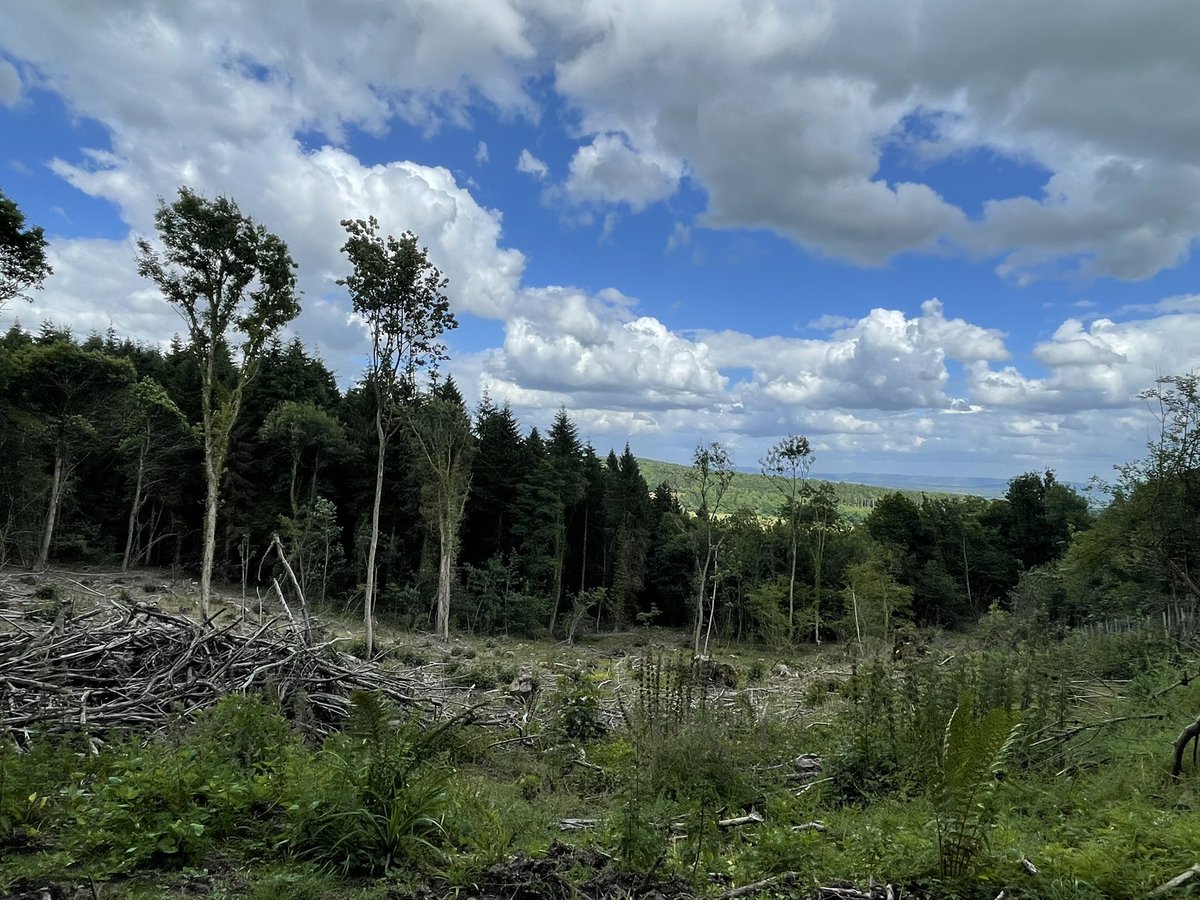 Lisa_MNicholls's tweet photo. Exploring whilst running, following my nose when I couldn’t pick up my map was a bad idea - temporarily #lostintheforest @theforestofdean 🌳#SaturdayMotivation https://t.co/OyKgSL4PqX