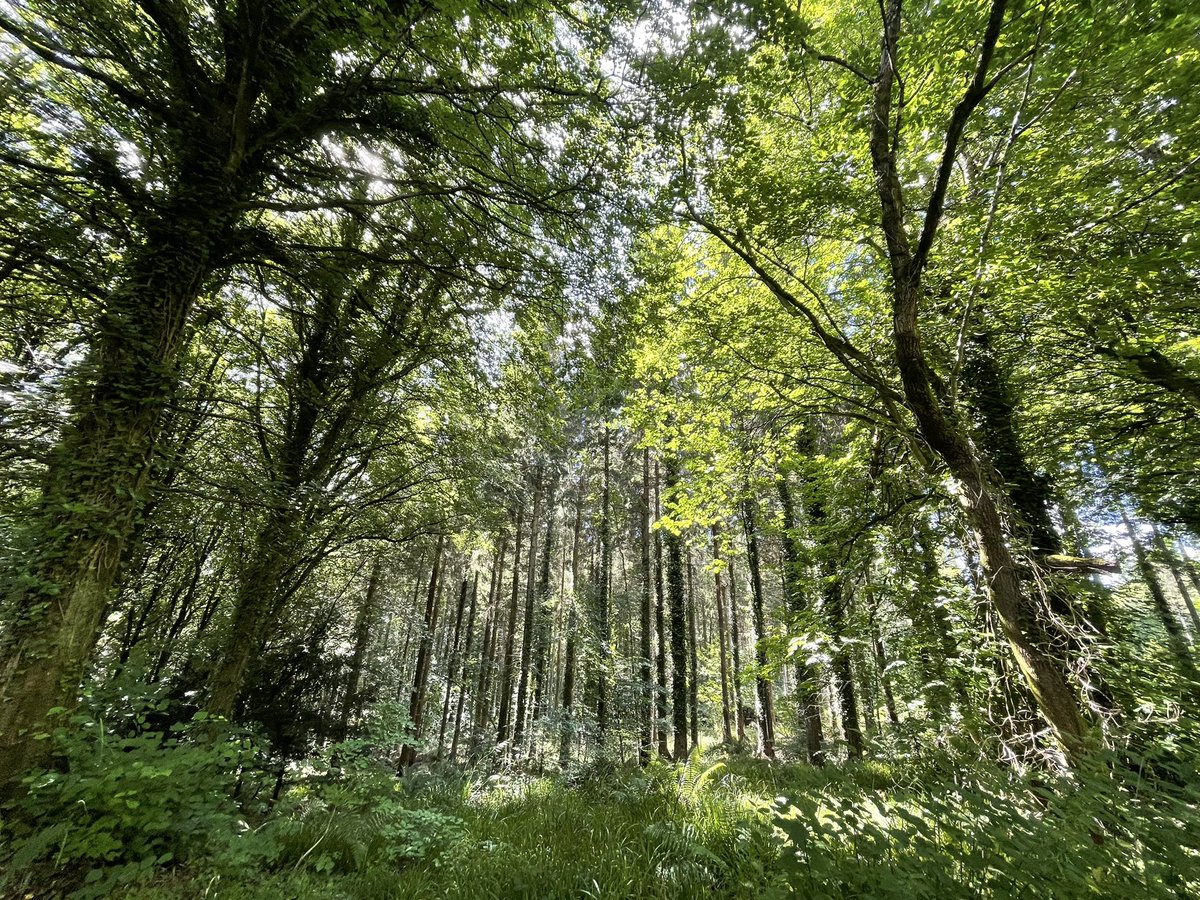 Lisa_MNicholls's tweet photo. Exploring whilst running, following my nose when I couldn’t pick up my map was a bad idea - temporarily #lostintheforest @theforestofdean 🌳#SaturdayMotivation https://t.co/OyKgSL4PqX