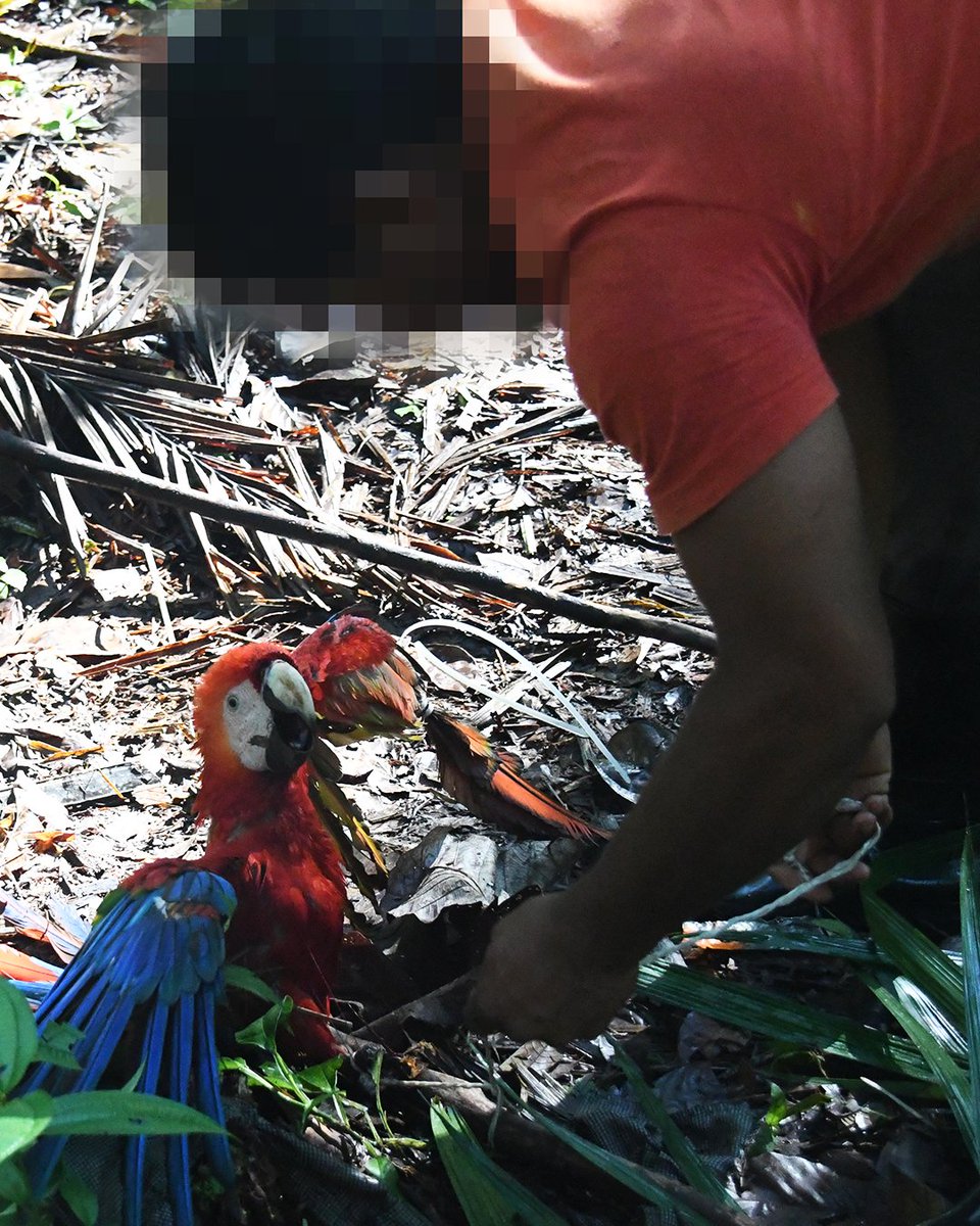 MovemosalMundo's tweet photo. Las guacamayas que son vendidas como mascotas exóticas o para ser explotadas como accesorios para fotos turísticas, pasan por un terrible proceso de captura. 

No compres mascotas exóticas ni asistas a atracciones turísticas con animales silvestres cautivos. https://t.co/2gEzJijGII