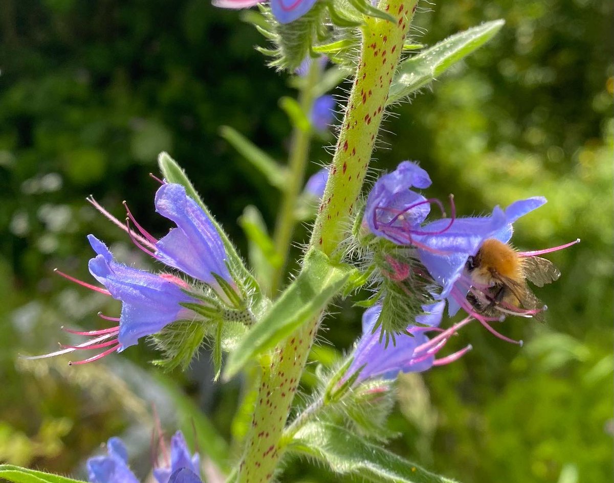 TheGreenJeanie's tweet photo. One of the very best #powerplantsforpollinators #echiumvulgare #vipersbugloss! Imagine a plant easy from seed. #Hardy! #Native! Good for #wildlife. This plant is an all day #beebuffet #bottomlesscup of #nectar. It replenishes its nectaries every 20 mins! Amazing #beeplant. https://t.co/NXD9FfDW0J