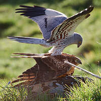 Un thread pour vous parler de Circus Pygargus plus connu sous le nom de Busard Cendré 

Migrateurs, les couples se forment en France dès Avril. 

Oiseau primitif, il niche directement au sol.
Chez moi, c'est dans l'orge !
Vous verrez plus bas

#ornithologie 
#agriculture 
#chasse