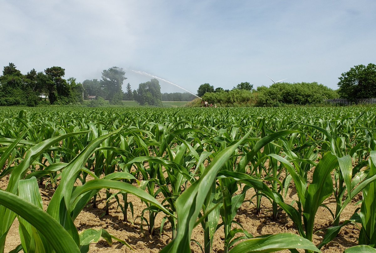 C & L Seed Production tweet media